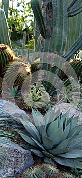 Echinocactus saguaro and agave cactus in desert.