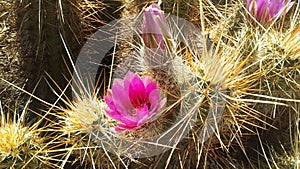 Echinocereus Engelmannii Cactus Blossoming in Bright Sunlight in Spring in Phoenix, Arizona.