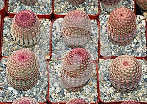 Echinocereus rigidissimus