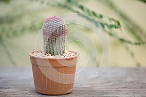 Echinocereus rigidissimus or Rainbow cactus