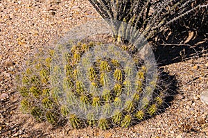 Echinocereus stramineus: Strawberry hedgehog cactus, straw-colored hedgehog  in the Texas Desert