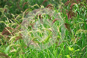 Echinochloa caudata photo