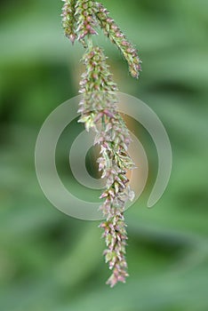 Echinochloa crus-galli. photo