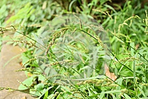 Echinochloa crus-galli. photo