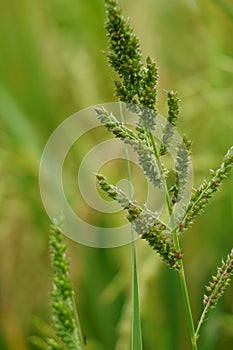 Echinochola crussgalli (Also called Echinochloa crus-galli, cockspur) with a natural background photo