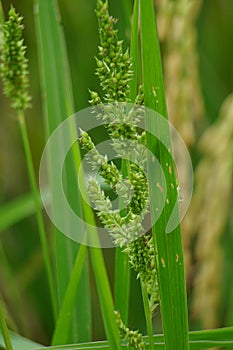 Echinochola crussgalli (Also called Echinochloa crus-galli, cockspur) with a natural background photo