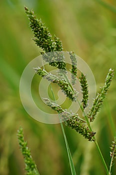 Echinochola crussgalli (Also called Echinochloa crus-galli, cockspur) with a natural background photo