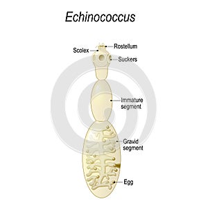 Echinococcus granulosus. causes cystic echinococcosis