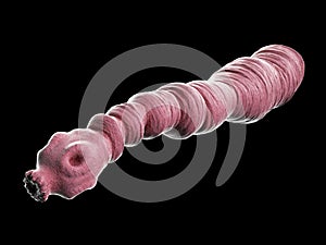 an echinococcus granulosus photo