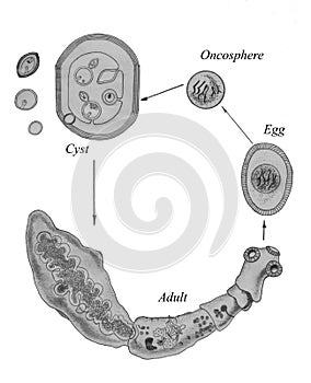 Echinococcus Granulosus Life Cycle. Hand drawing black and white sketch illustration.