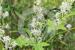 Echinocystis lobata, white cucumber flowers closeup selective focus