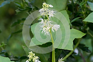 Echinocystis lobata, wild cucumber flowers closeup selective focus