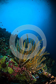 Echinodermata crinoid bunaken sulawesi indonesia lamprometra sp. underwater