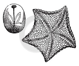 Echinodermata, vintage illustration