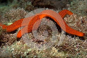 Echinoderms