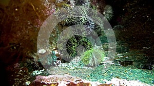 Echinoderms sea urchins on background of seaweed on seabed of Barents Sea.