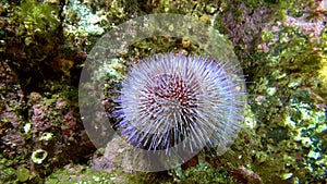 Echinoderms sea urchins on seabed of Barents Sea.