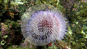 Echinoderms sea urchins on seabed of Barents Sea.