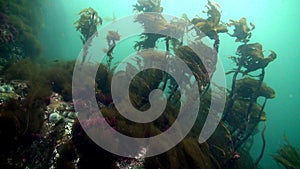 Echinoderms sea urchins on seabed of Barents Sea.