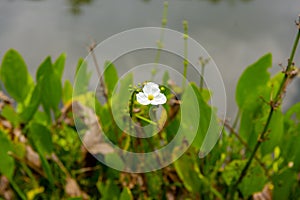 Echinodorus cordifolius flowers growing by the lake