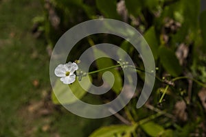 Echinodorus cordifolius flowers growing by the lake