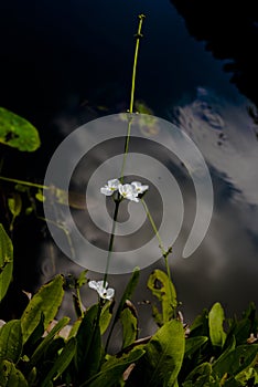 Echinodorus cordifolius flowers growing by the lake