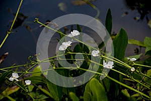 Echinodorus cordifolius flowers growing by the lake