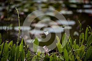 Echinodorus cordifolius flowers growing by the lake