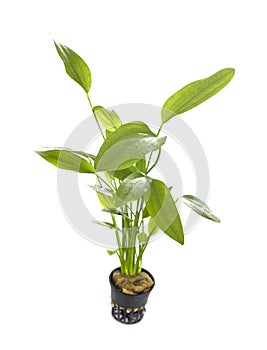 Echinodorus grandiflorus in studio