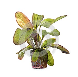 Echinodorus Hot Pepper in studio