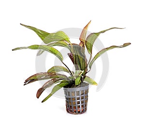 Echinodorus Hot Pepper in studio