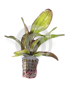 Echinodorus Hot Pepper in studio