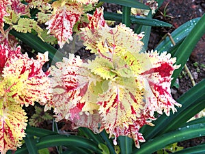 Echinodorus Leaves image.