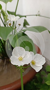 Echinodorus Palaefolius or water jasmine is blooming so beautifully.