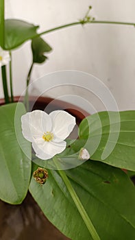 Echinodorus Palaefolius or water jasmine is blooming so beautifully.