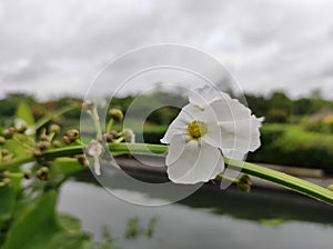 Echinodorus palifolius, also known as the Mexican sword plant