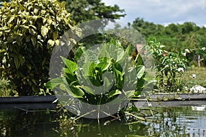 Echinodorus palifolius, also known as the Mexican sword plant is an aquatic plant