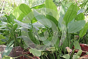 Echinodorus palifolius flower plant on farm