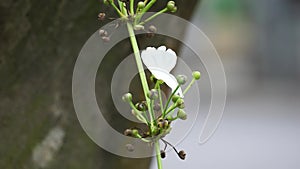 Echinodorus palifolius (Melati Air, Mexican sword plant) in nature. this plant is an emerged aquatic plant