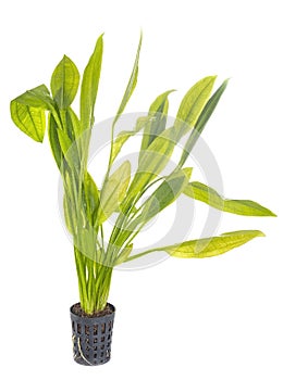 Echinodorus plant for aquarium