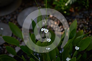 Echinodosus cordifolius ,white flowers on water pot in garden