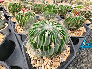 Echinofossulocactus Phyllacanthus or Stenocactus, and nicknamed the Brain cactus,