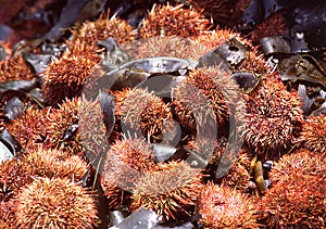 Echinoidea, commonly known as sea urchins, are a class of the phylum Echinoderms