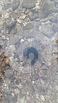 Echinoidea on a low tide beach with rocks and coral
