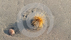 Echinoidea, portrait of a dry sea urchin on the sand