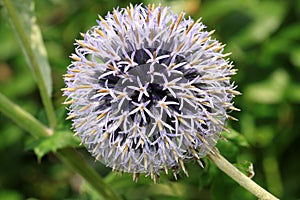 Echinops bannaticus