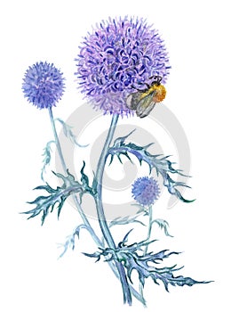 Echinops and bumble bee, watercolor illustration.