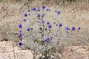 Echinops on the dry grass.