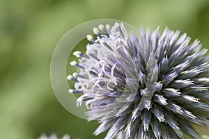 Echinops Flower photo