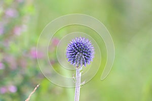 Echinops flowers